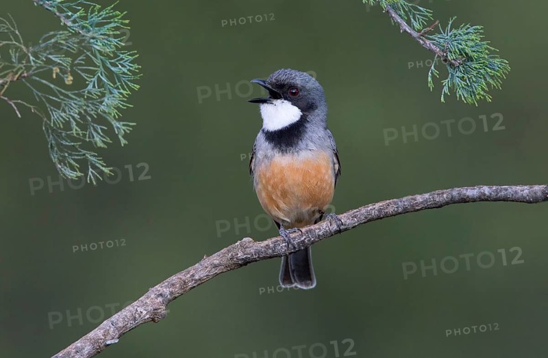 Rufous Whistler (Pachycephala rufiventris) male singing, New South Wales, Australia