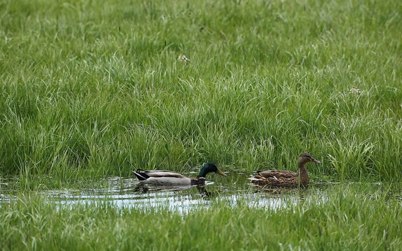 Mallard (Anas platyrhynchos) Duck and drake on flooded meadow, Allgäu, Bavaria, Germany