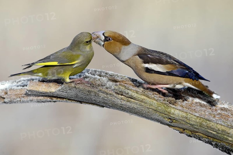 Greenfinch & Hawfinch (Carduelis chloris & Coccothraustes coccothraustes), Saxony-Anhalt, Germany