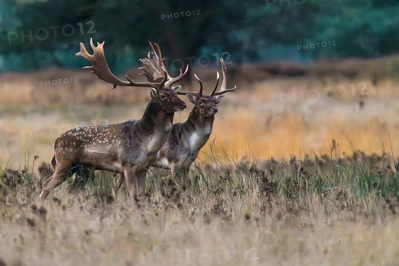 Fallow deer (Dama dama) during the rut in a clearing, Rüsselsheim am Main, Hesse, Germany