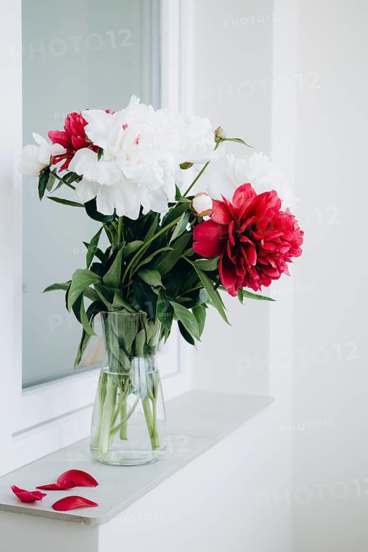 A fresh arrangement of red and white peonies in a clear glass vase, elegantly placed on a white windowsill. Petals scattered gracefully add to the scene's serene charm