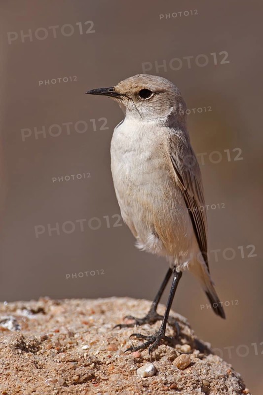 Tractrac Chat (Emarginata tractrac), Erongo, Namibia
