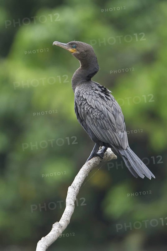 Neotropic Cormorant (Phalacrocorax brasilianus), Manu National Park, Peru