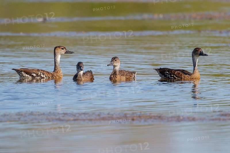 West Indian Whistling Duck (Dendrocygna arborea) feeding in a lagoon in Cuba