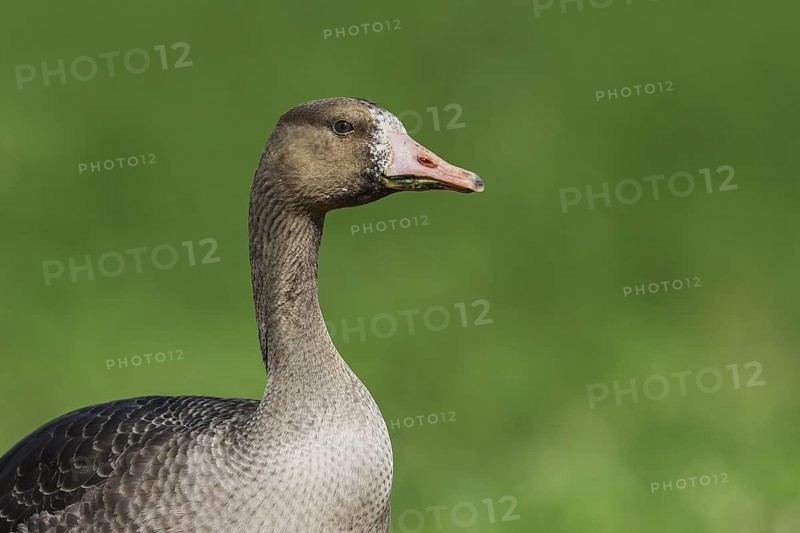 Greater White-fronted Goose (Anser albifrons), Yotvata, Israel