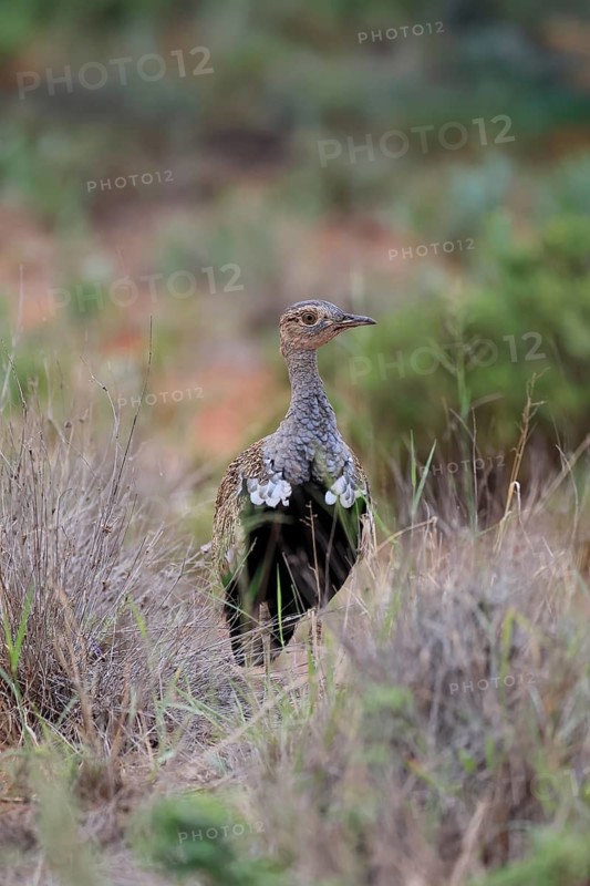 Red-crested Bustard (Lophotis ruficrista), adult, foraging, vigilant, Mokala National Park, South Africa