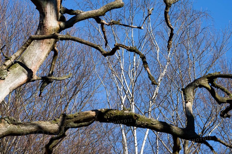 Dead trees, Primeval forest Urwald Sababurg, Hofgeismar, Weser Uplands, Weserbergland, Hesse, Germany