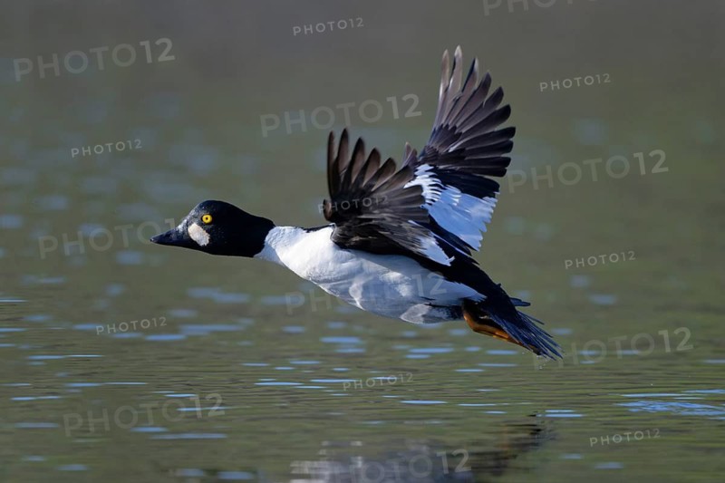Common Goldeneye (Bucephala clangula) male flying, Saxony, Germany