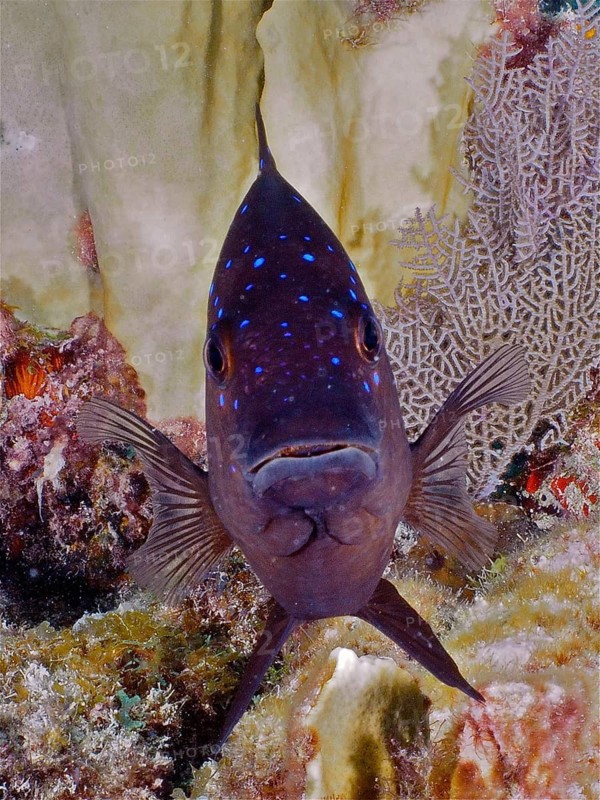Yellowtail damselfish (Microspathodon chrysurus)
