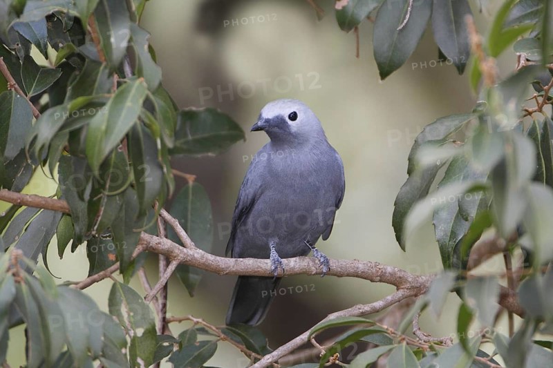 Grey Cuckooshrike (Coracina caesia), Masai Mara, Kenya