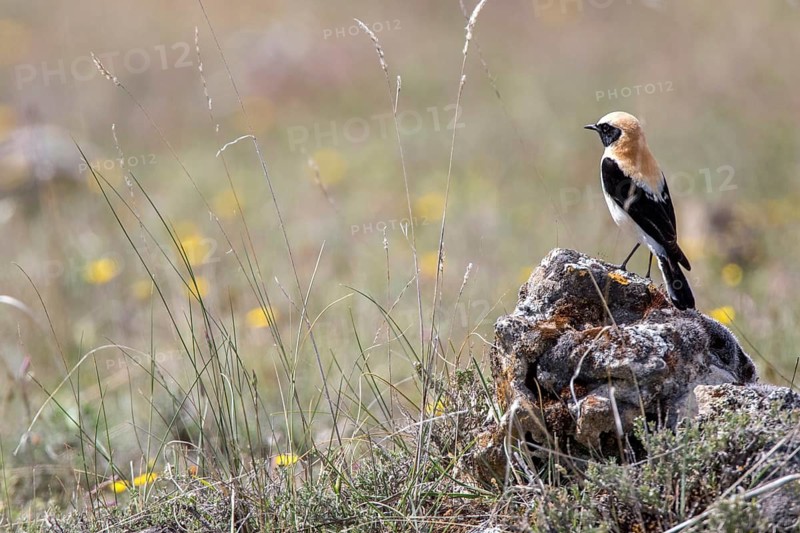 Black-eared Wheatear (Oenanthe hispanica) male, Castile and Leon, Spain
