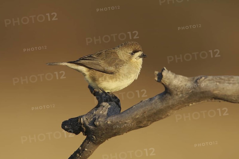 Southern Whiteface (Aphelocephala leucopsis), Australian Capital Territory, Australia