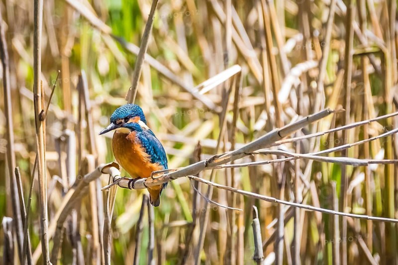 A common kingfisher (Alcedo atthis), River Kingfisher, Lower Saxony, Federal Republic of Germany
