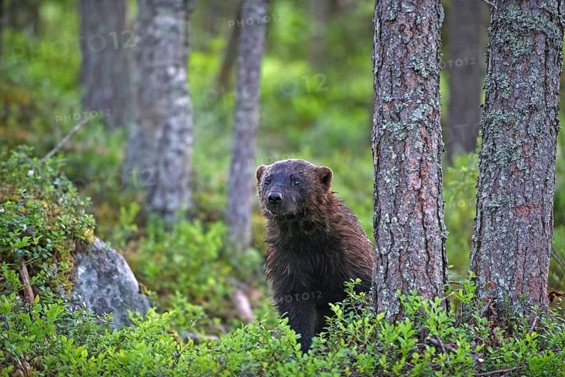 Wolverine, (Gulo gulo), animals, mammals, martens, dog-species, predators, Finland, Scandinavia