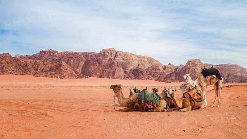 A serene scene of camels resting on the red sands of Wadi Rum, Jordan, with towering rock formations in the background and clear blue skies overhead