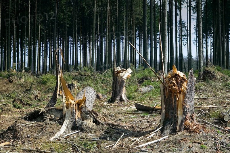Storm damage after the windstorm Kyrill in 2007, Meinerzhagen, North Rhine-Westphalia, Germany