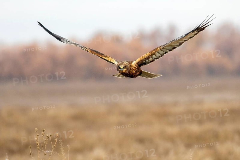 Western Marsh Harrier (Circus aeruginosus) male flying, Castile-La Mancha, Spain