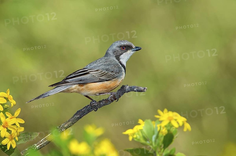 Rufous Whistler (Pachycephala rufiventris), Victoria, Australia