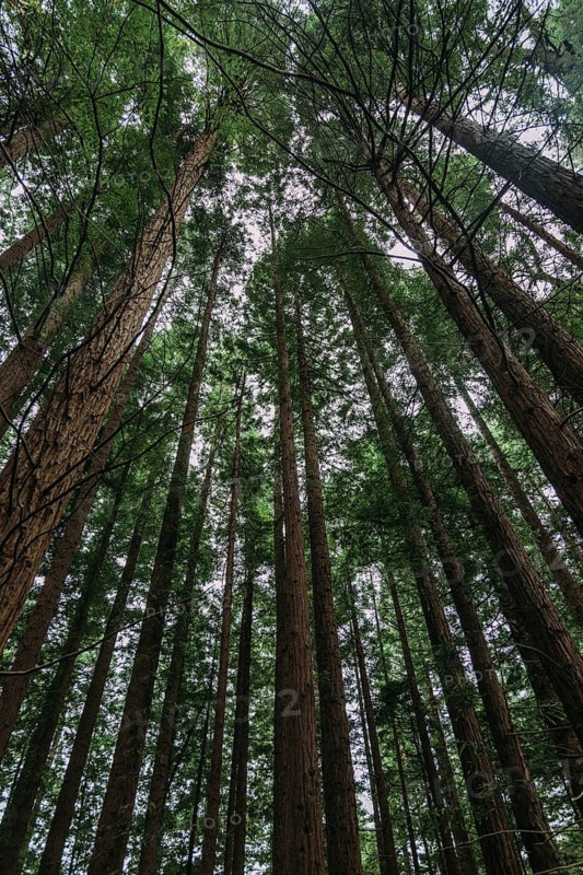 Sequoias Forest in Cabezon de la Sal, Cantabria, Spain