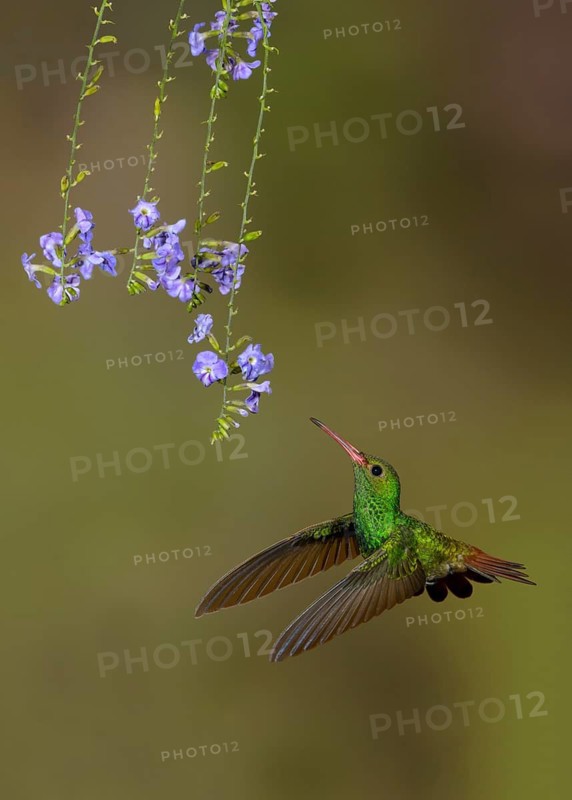 Rufous-tailed Hummingbird (Amazilia tzacatl) at the Nature Pavilion in La Virgen, Costa Rica