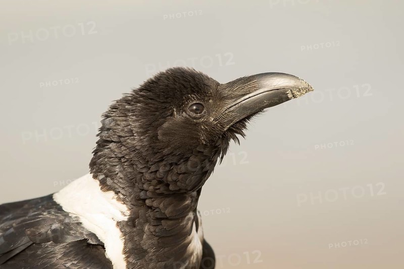 Pied Crow (Corvus albus), Gambia
