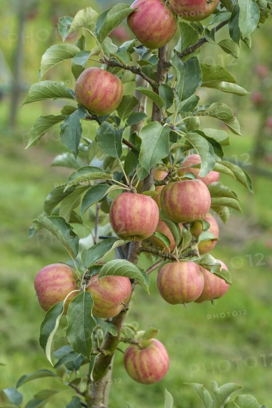 Apple (Malus domestica 'Karneval'),  Veitshöchheim, Bavaria, Germany