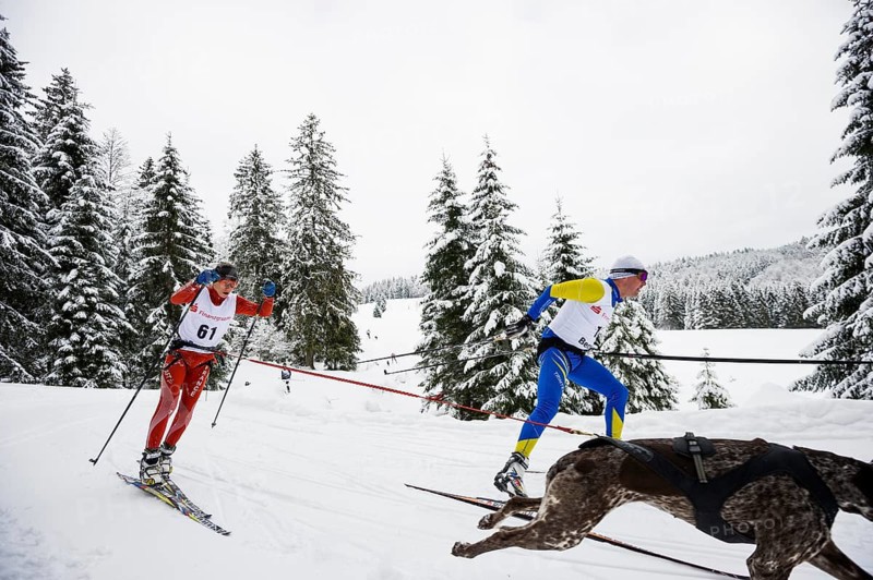 Sled dog racing, Todtmoos, Black Forest, Baden-Württemberg, Germany