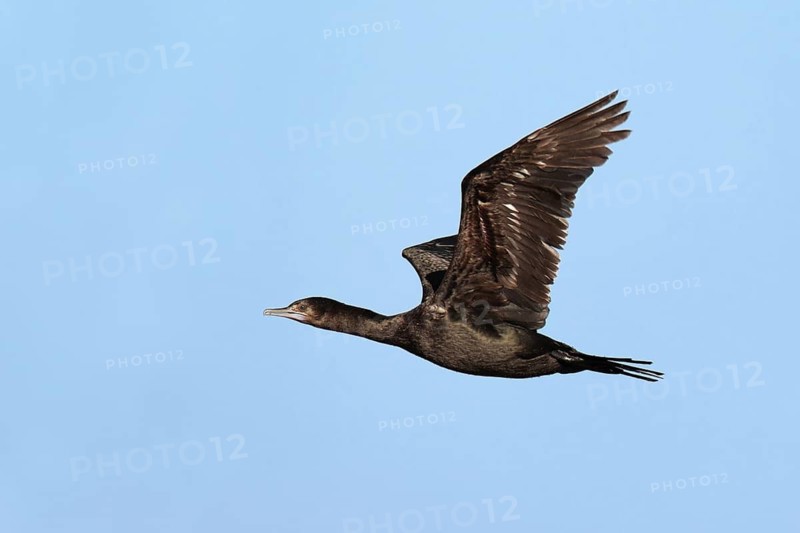 Little Black Cormorant (Phalacrocorax sulcirostris) flying, Victoria, Australia