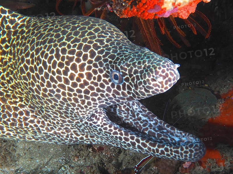 Reticulated moray eel (Gymnothorax favagineus Gymnothorax permistus)