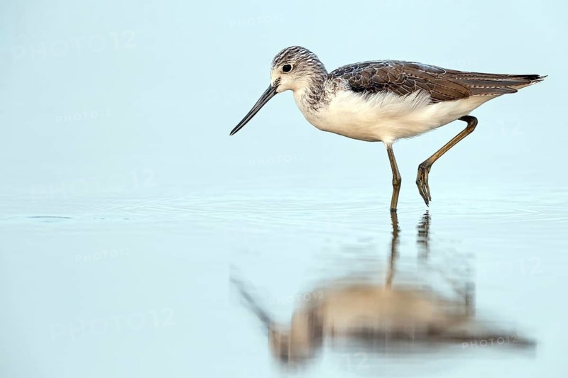 Greenshank, (Tringa nebularia) Wading bird, limesticks, foraging in mudflats, snipe family Muscat, Al Qurm, Mu?afaz¸at Masqat, Oman