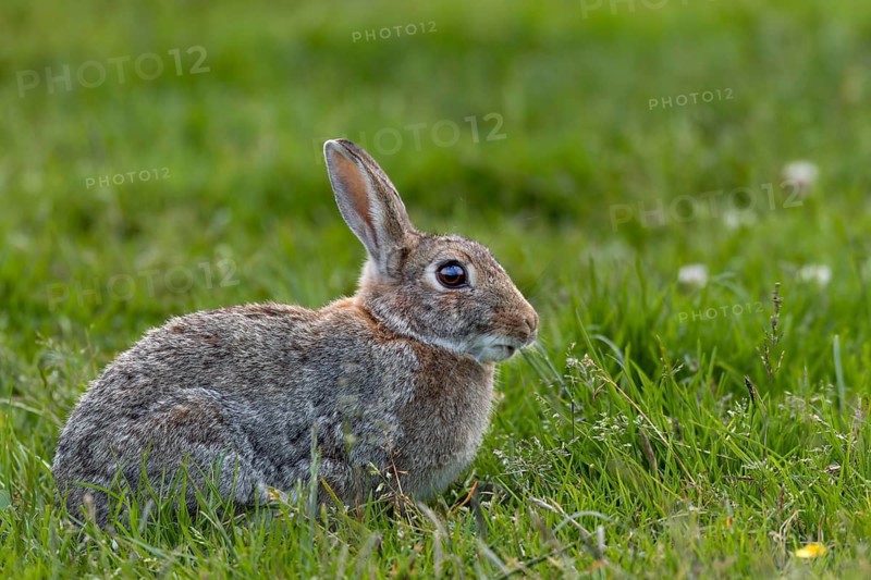 Moorland meadows offer the wild rabbit (Oryctolagus cuniculus) a rich food spectrum, Germany