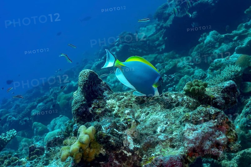 A powder blue tang, Acanthurus leucosternon glides gracefully over the vibrant coral reefs in the Maldives, showcasing its bright blue body, yellow dorsal fin, and elegant shape in tropical waters
