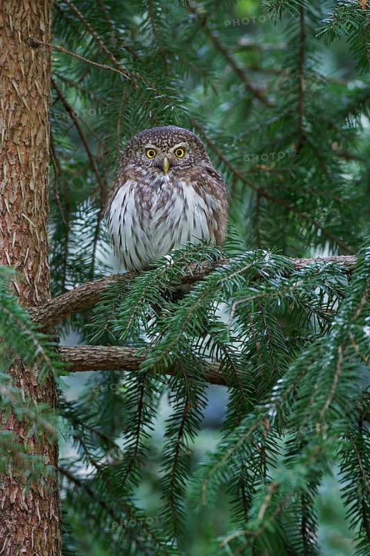 Eurasian Pygmy Owl (Glaucidium passerinum), Saxony, Germany