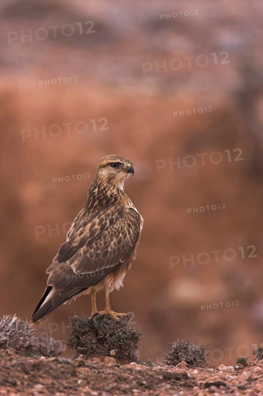 Long-legged Buzzard (Atlas) (Buteo rufinus cirtensis), Morocco