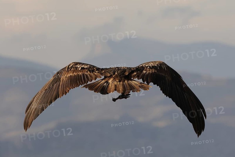 A young bearded vulture soars through the sky, its massive wings fully extended while carrying a bone in its talons. The dramatic lighting highlights its intricate feather details and power