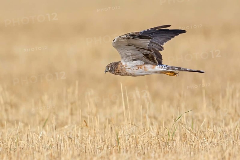 Steppenweihe, Pallid Harrier, Circus macrourus, Busard pâle, Aguilucho Papialbo