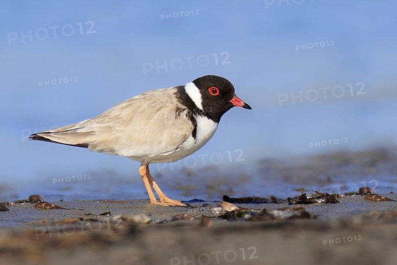 Hooded Dotterel (Thinornis cucullatus), Victoria, Australia