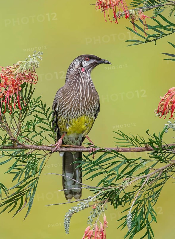 Red Wattlebird (Anthochaera carunculata), Victoria, Australia