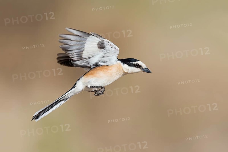 Masked Shrike (Lanius nubicus) male flying, Eilat, Israel