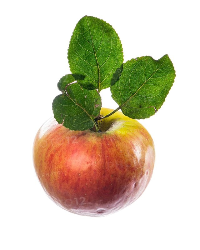 Apple, Fruit, Cut-out, Vechta, Lower Saxony, Germany