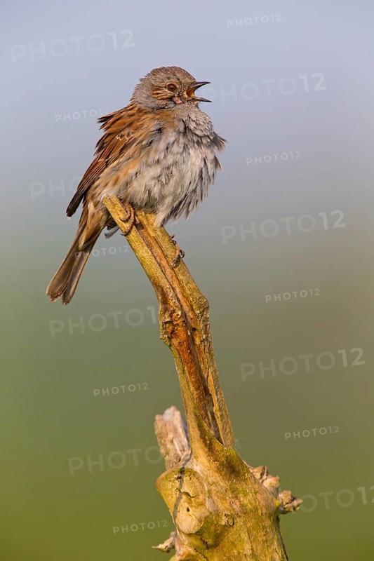 Heckenbraunelle, Dunnock, Hedge Accentor, Prunella modularis, Accenteur mouchet, Acentor Común