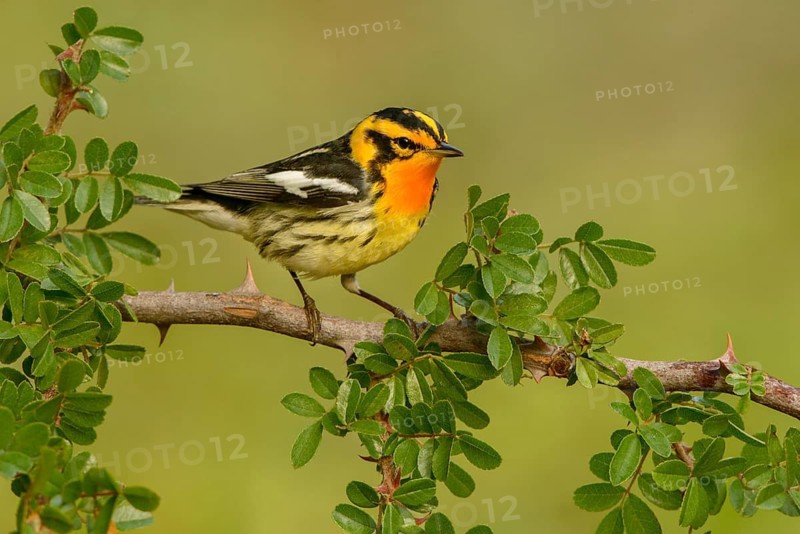 Blackburnian Warbler (Setophaga fusca) male, Texas, USA