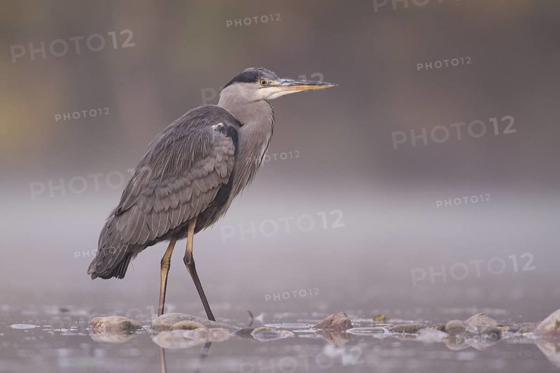 Grey Heron (Ardea cinerea), Rhineland-Palatinate, Germany