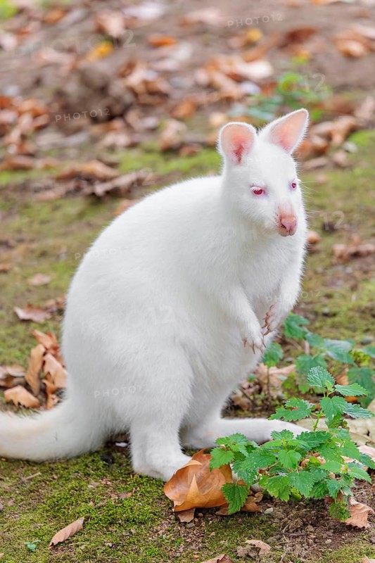 An albino Red-necked wallaby or Bennett's wallaby (Macropus rufogriseus) sits on a meadow looking for food