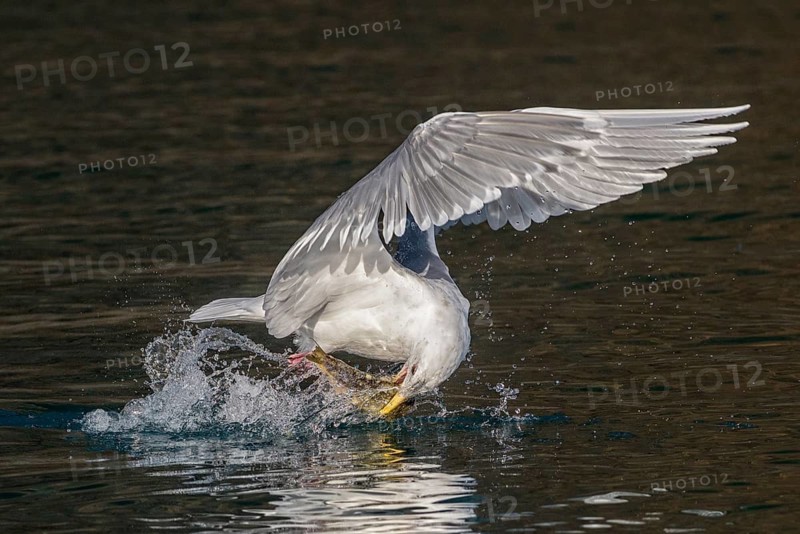 Glaucous-winged Gull (Larus glaucescens) catching fish in flight, Alaska, USA