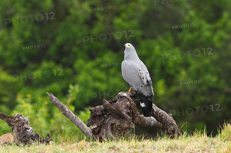 African Harrier-Hawk (Polyboroides typus), Masai Mara, Kenya