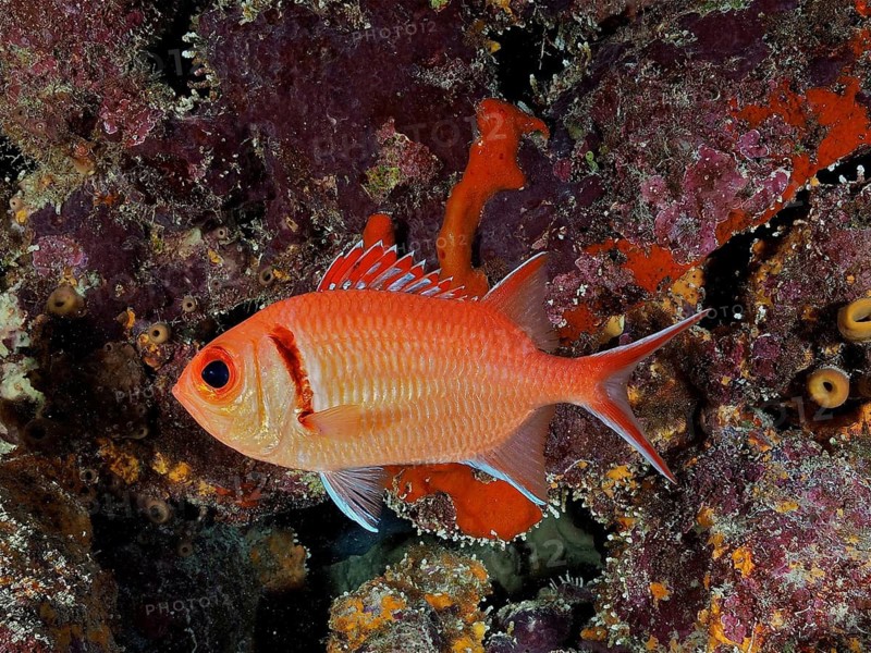 Blackbar soldierfish (Myripristis jacobus)