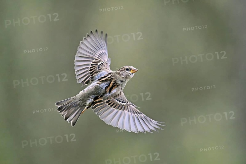 House Sparrow (Passer domesticus), female in flight, Meienberg, Canton Aargau, Switzerland