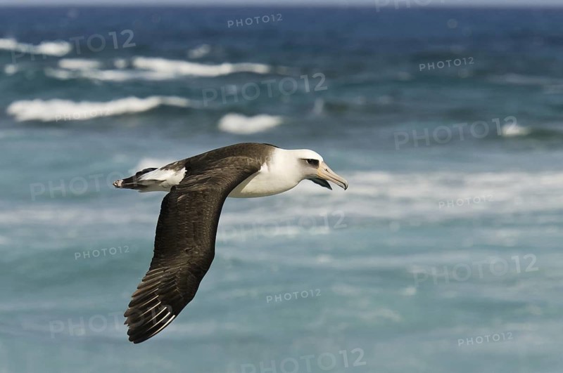 Laysan Albatross (Phoebastria immutabilis) flying, Hawaii, USA