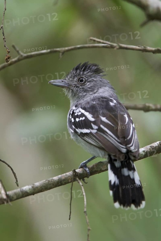 Bolivian Slaty-Antshrike (Thamnophilus sticturus) perched on a branch in Bolivia, South America